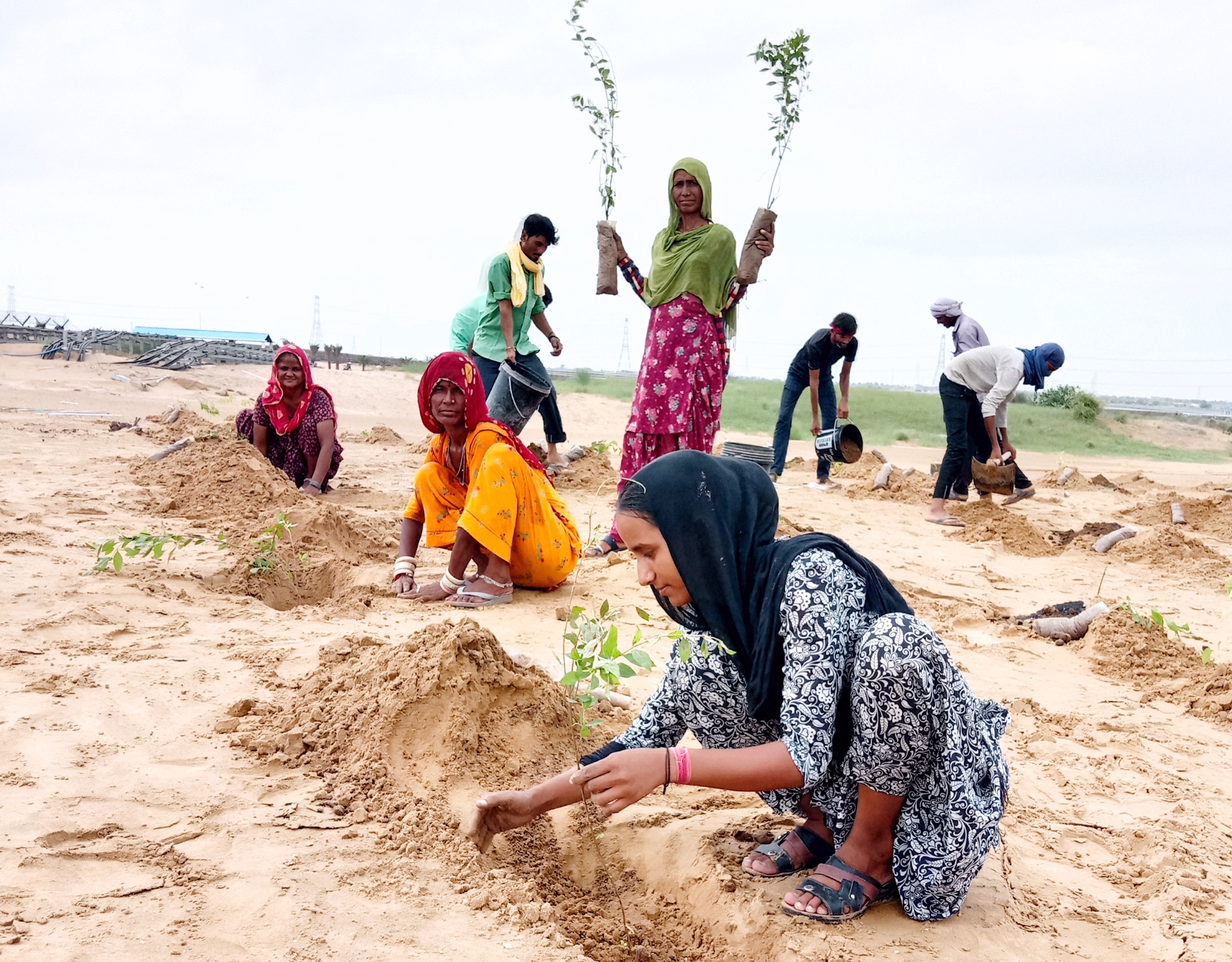 From Saplings to Living Landscapes
